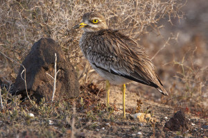 Stone Curlew X2-21022013